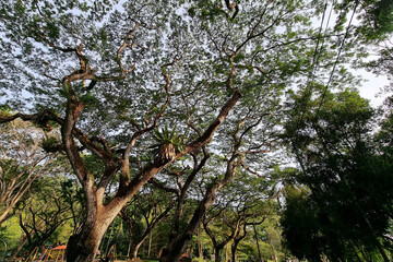 Look up at the gigantic big trees and huge bird nest fern on the tree branch