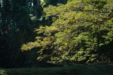 Tree lined serene walking and jogging path in the morning.