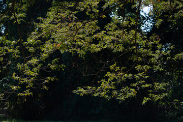 Tree lined serene walking and jogging path in the morning.
