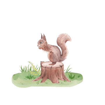 squirrel with acorn, squirrel on a stump, watercolor squirrel