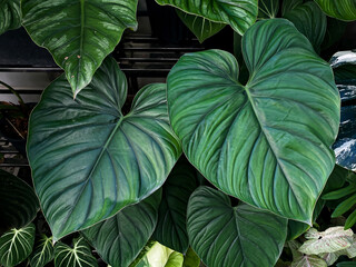 Philodendron Plowmanii leaves close up