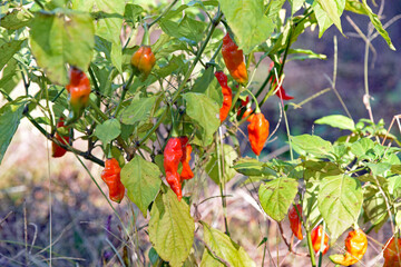 ブートジョロキア