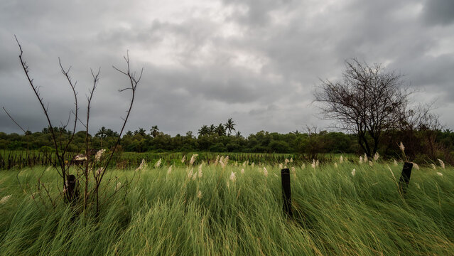 Flowers of kans grass sway in the air in a field of tall grass under dark clouds near Suruchi Beach in Vasai.