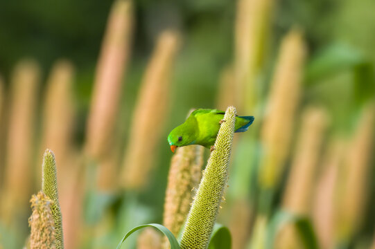 Vernal Hanging Parrot (Loriculus vernalis) feeding on Pearl Millet Corn near Saswad in Maharashtra, India