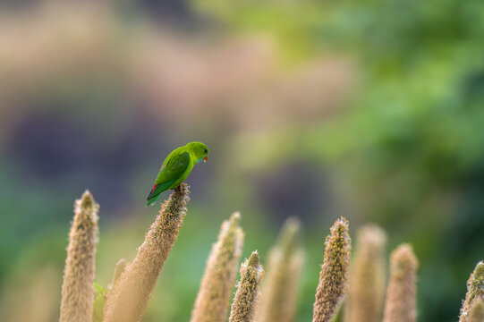 Vernal Hanging Parrot (Loriculus vernalis) feeding on Pearl Millet Corn near Saswad in Maharashtra, India
