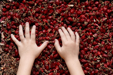 Preserving process of wild rose hip berries harvest - Powered by Adobe