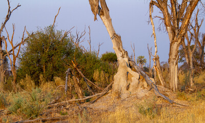 Termite mound shaped into a human form by wind and rain erosion