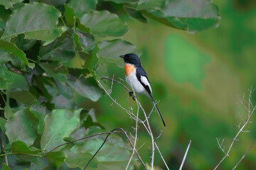 White-bellied minivet (Pericrocotus erythropygius) observed at Parinche village near Saswad in Maharashtra, India