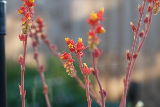 Closeup of Canyon live-forever plant in a garden