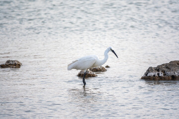 The small white heron or Little egret stands in the lake