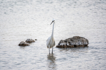 The small white heron or Little egret stands in the lake