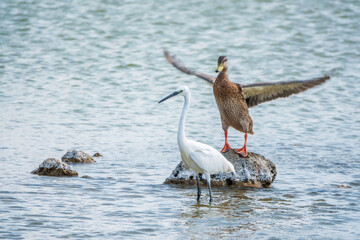 The small white heron or Little egret stands in the lake