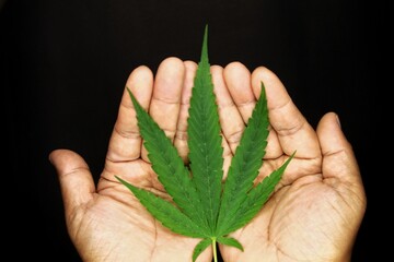 Cannabis leaves, cannabis leaves Placed on the palm of the hand, with a black background.