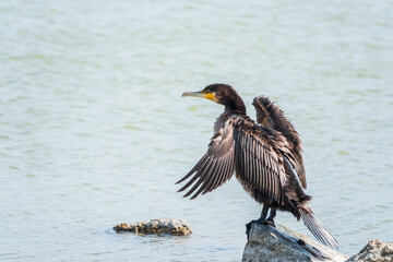 Great cormorant, Phalacrocorax carbo, sits on stone and dries its wings on the wind.