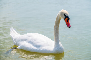 Graceful white Swan swimming in the lake, swans in the wild. Portrait of a white swan swimming on a lake.