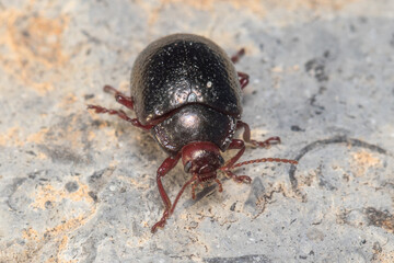 Chrysolina bankii walking on a rock on a sunny day