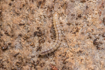Young greenhouse millipede, Oxidus gracilis, walking on the soil