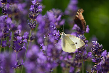 Lavender field in France with butterflies