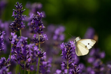 Lavender field in France with butterflies
