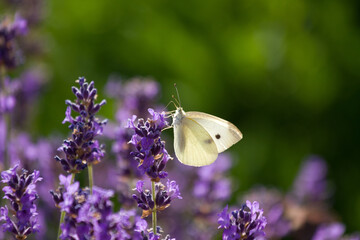 Lavender field in France with butterflies