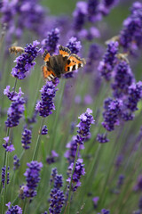 Lavender field in France with butterflies
