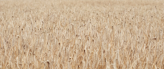 Dry ripe rye spicas of meadow field. Rural scenery, natural background. Agriculture, harvest concept.