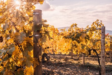 Bright autumn red orange yellow grapevine leaves at vineyard in warm sunset sunlight. Beautiful...