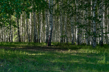 Fototapeta premium Birch grove on a sunny summer day. Landscape