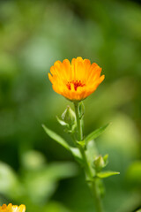 Yellow to orange flower on a green background