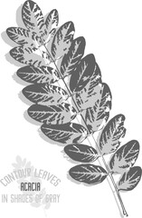 White Acacia branch vector silhouette. A set of decorative White Acacia tree leaves silhouette for further color application. Line art of Acacia leaves in shades of gray.
