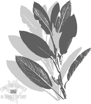 Sage herb vector silhouette. A set of decorative Salvia Officinalis leaves silhouette for further color application. Line art of Sage leaves in shades of gray.