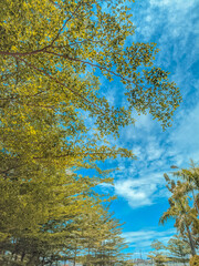 autumn leaves in the sky