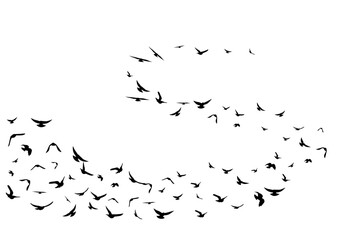 Flying birds. Decoration element from scattered silhouettes.