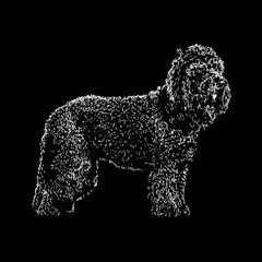 Barbet hand drawing vector illustration isolated on black background