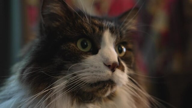 Extreme close up framing in slow motion of a long haired cat.