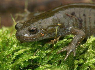 Closeup on the endangered Japanese Oita salamander Hynobius dunni sitting on green moss
