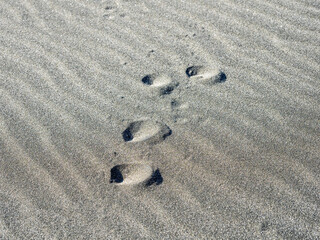 Sand surface waves with rabbit tracks
