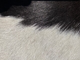 Black and white horse fur pattern
