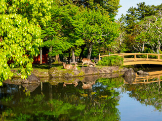 Fototapeta na wymiar 奈良公園春日野園地の三社託宣池の風景