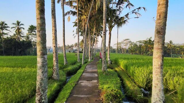 Path Between The Rice Fields Under Towering Coconut Trees In The Countryside. - aerial