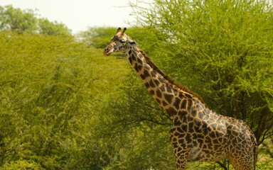 A lone giraffe in the African savannas hides from the scorching sun between the trees in Tarangire National Park