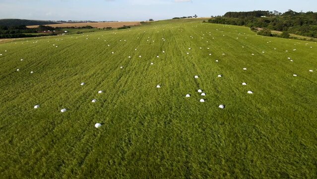 Rolled bales in the silage field, aerial view