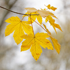 Autumn leaves