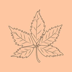 Set of hand drawn leaf outlines. Vector illustration. on the autumn background
