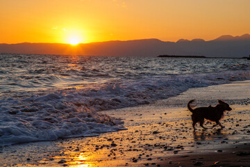夕日の沈む湘南の海と犬