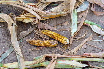 World food crisis concept. Corn crop failure in a farmer's field in autumn. Agricultural field during drought and heat. Global economic crisis, hunger, poverty.