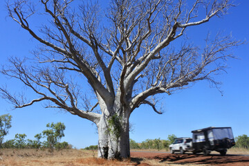 Off road vehicle towing a caravan passing under a large Baobab tree Kimberley Western Australia