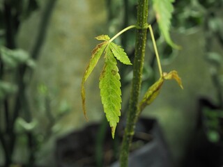 Cannabis leaves Damaged, marijuana leaves Medical use.