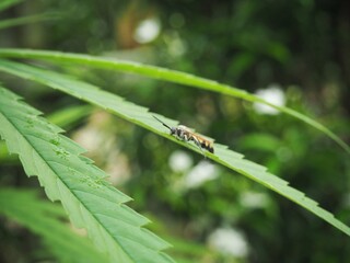 Cannabis leaves There are insects sticking to it, cannabis leaves. Medical use.