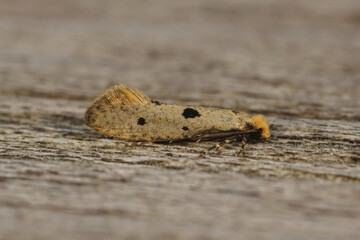 Closeup on a small yellow micro tineoid moth, Tinea trinotella sitting on wood